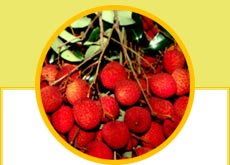 Litchis